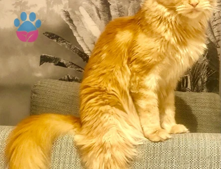 Maine coon 1 yaşında Eş Arıyoruz