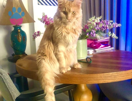 Maine coon 1 yaşında Eş Arıyoruz