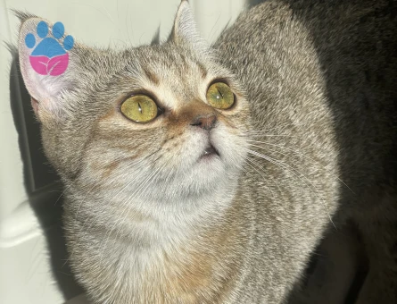 Sushi 2 yaşında Eş Arıyor Kızgınlıkta