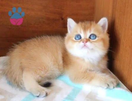 British shorthair saf kan bebekler