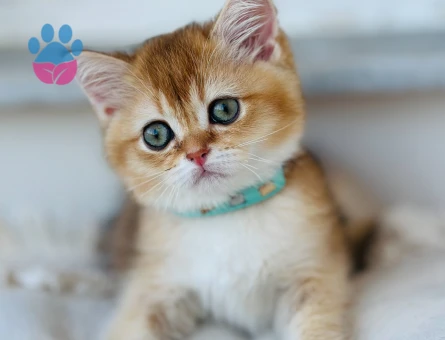 British shorthair saf kan bebekler