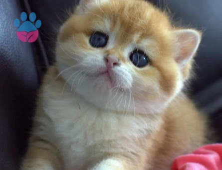 British shorthair saf kan bebekler