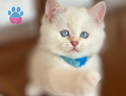 British shorthair saf kan bebekler