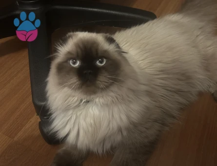 Dişi bluepoint longhair kedime himalayan turu eş arıyorum