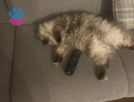 Dişi bluepoint longhair kedime himalayan turu eş arıyorum