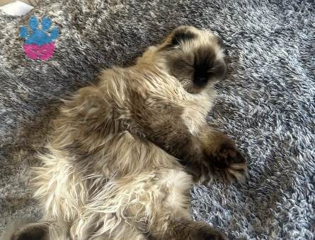 Dişi bluepoint longhair kedime himalayan turu eş arıyorum