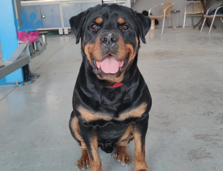 SAFKAN ROTTWEİLER 4 Yaşında Eş Arıyor