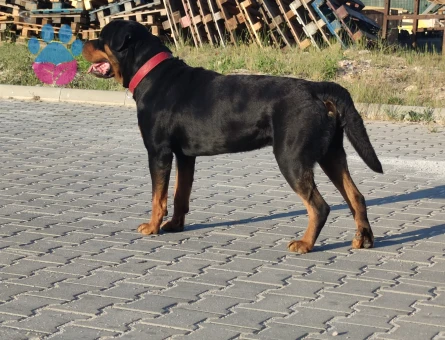 SAFKAN ROTTWEİLER 4 Yaşında Eş Arıyor