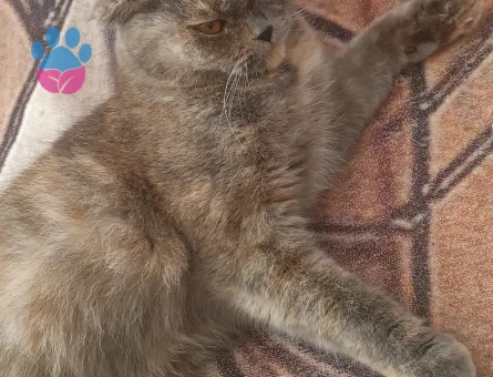 Scottish Fold 1 Yaşında Kızgınlıkta