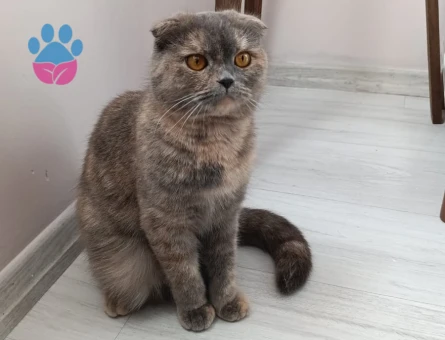 Scottish Fold 1 Yaşında Kızgınlıkta