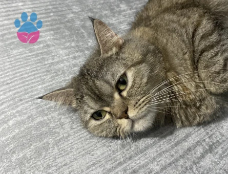 Kız kedim var eş arıyorum