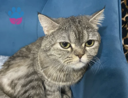 Kız kedim var eş arıyorum