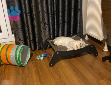 British Shorthair Kızgınlıkta Oğlum Eş Arıyor