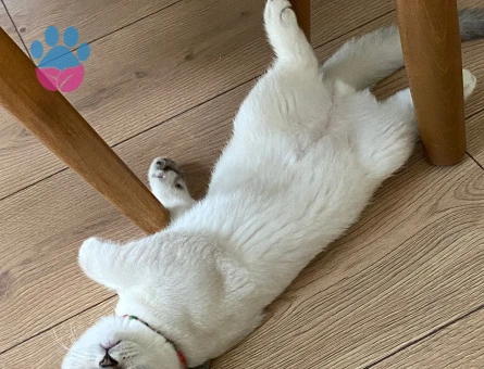 British Shorthair Kızgınlıkta Oğlum Eş Arıyor