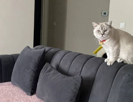 British Shorthair Kızgınlıkta Oğlum Eş Arıyor - 118975278