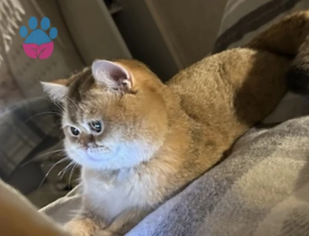 Golden British Shorthair Safkan Kedim Eş Arıyor