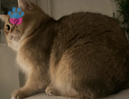 Golden British seçereli oğlumuza dişi