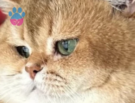 Golden British seçereli oğlumuza dişi