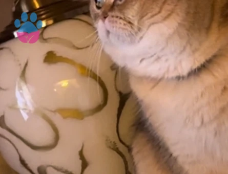 Golden British seçereli oğlumuza dişi