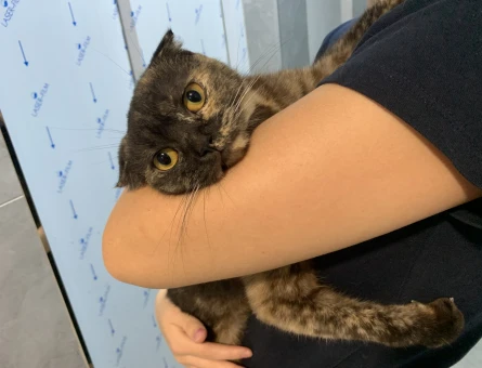 Scottish Fold Kezban Eş Arıyor - 118975284