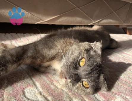 Scottish Fold Kezban Eş Arıyor