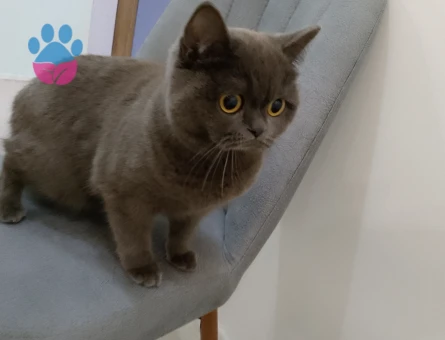 British Kedime Erkek eş arıyoruz