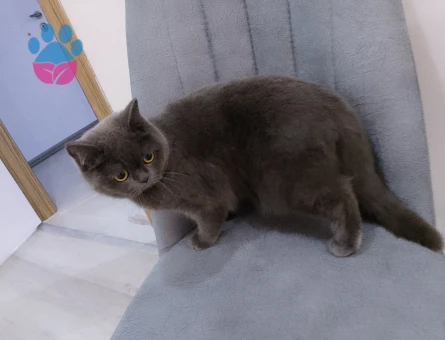 British Kedime Erkek eş arıyoruz