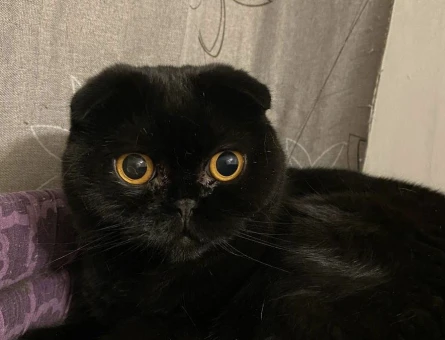 British Shorthair 3 Yaşında Eş Arıyor - 118975287