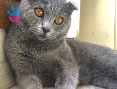 Scottish Fold 1 Yaşında Kedim Eş Arıyor