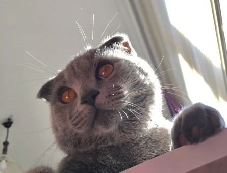 Scottish Fold 1 Yaşında Kedim Eş Arıyor - 118975288