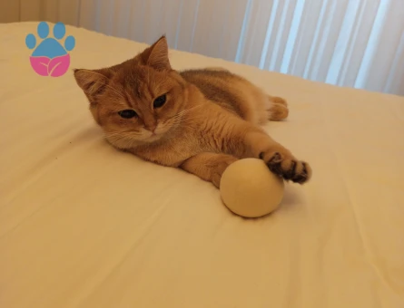 British Golden Shorthair 1 Yaşında Eş Arıyoruz