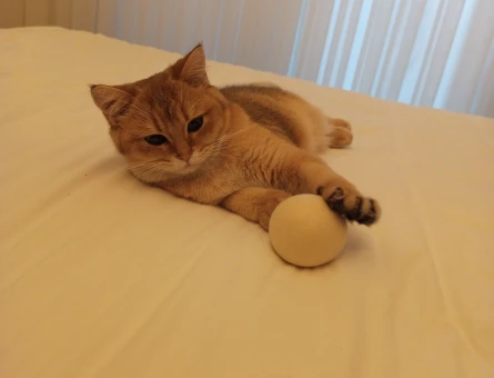 British Golden Shorthair 1 Yaşında Eş Arıyoruz - 118982732