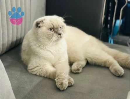 Scottish Fold Kedime Erkek eş arıyorum