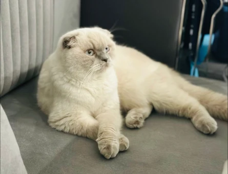 Scottish Fold Kedime Erkek eş arıyorum - 118982733