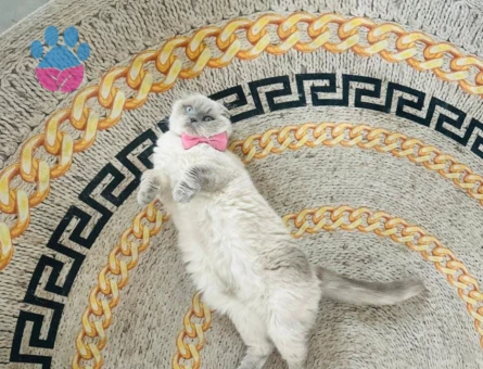 Scottish Fold Kedime Erkek eş arıyorum