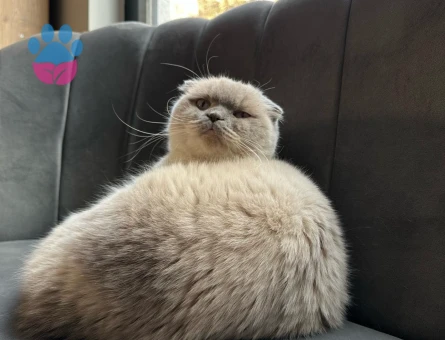 Scottish Fold Kedime Erkek eş arıyorum