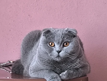 Dişi Scottish Fold Kedimiz için erkek arıyoruz - 118982734
