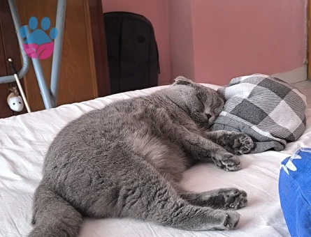 Dişi Scottish Fold Kedimiz için erkek arıyoruz