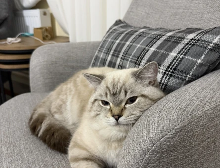 British Shorthair Kedim 1 Yaşında Eş Arıyor - 118982735