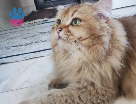 British Longhair Oğlumuza eş arıyoruz