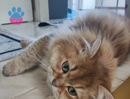 British Longhair Oğlumuza eş arıyoruz