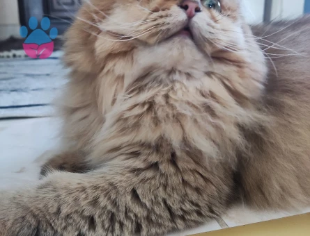 British Longhair Oğlumuza eş arıyoruz