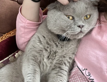 Scottish Fold Kedime eş arıyorum - 118982738