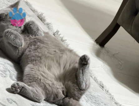 British Shorthair Kedimize eş arıyoruz