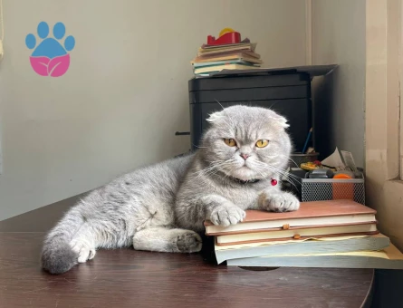 1.5 Yaşında Scottish Fold kızımıza eş arıyoruz.