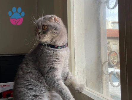 1.5 Yaşında Scottish Fold kızımıza eş arıyoruz.