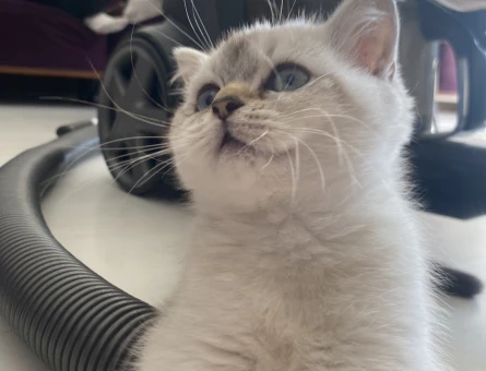 British shorthair blue point Kızgınlıkta - 118982741