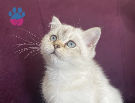 British shorthair blue point Kızgınlıkta