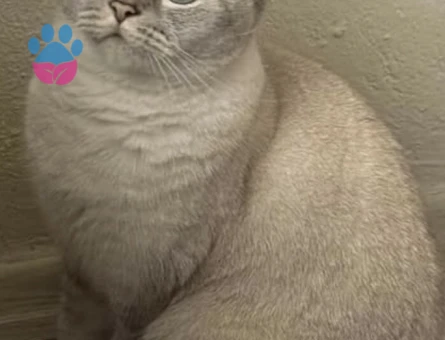 Safkan British Shorthair Kedim Eş Arıyor