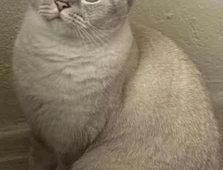 Safkan British Shorthair Kedim Eş Arıyor - 118982743